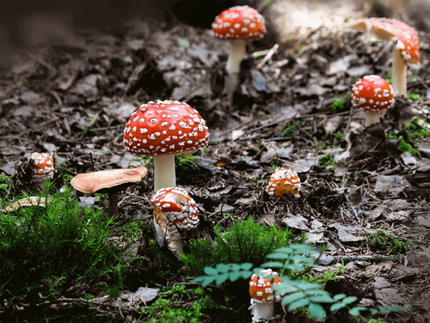 red magic mushrooms on forest floor