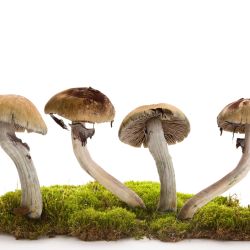 magic mushrooms on white background