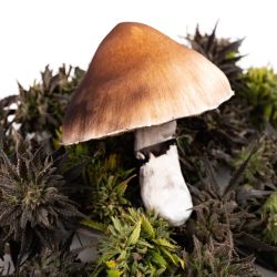 one magic mushroom on a bed of cannabis buds