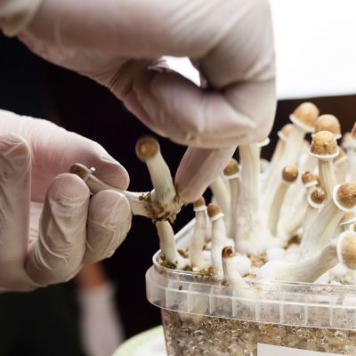 Psylocibin mushrooms being grown and handled