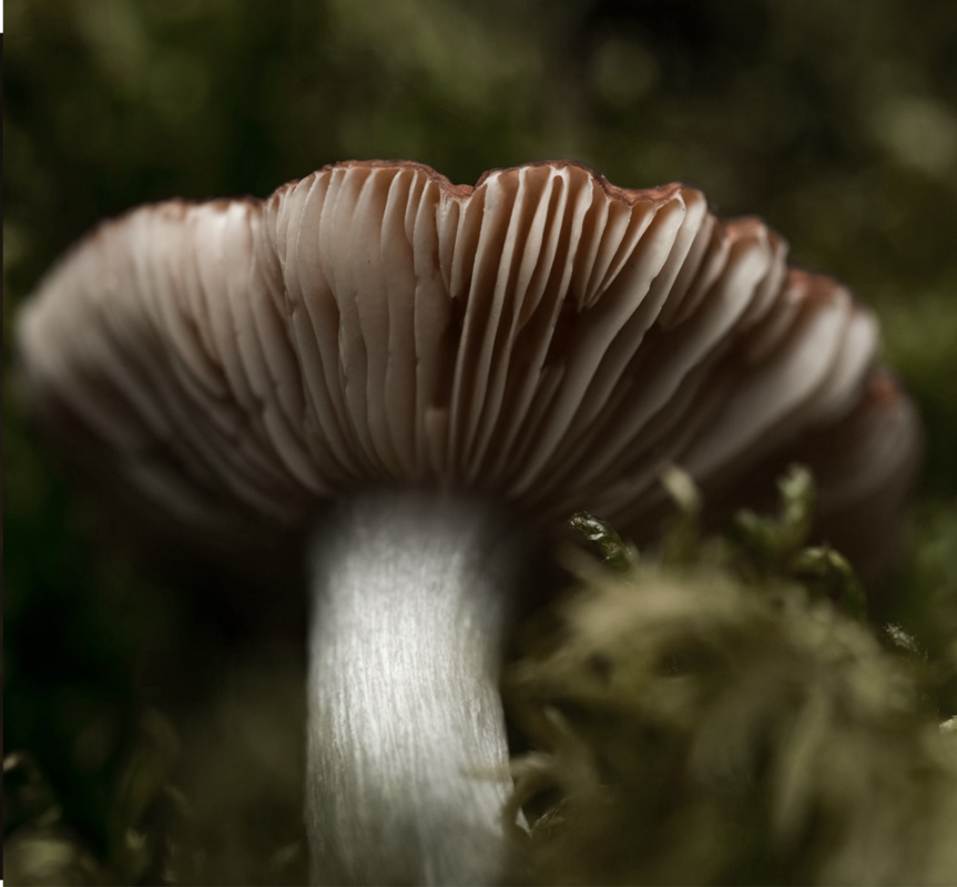 one large mushroom growing on forest floor