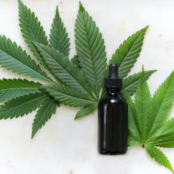 CBD oil surrounded by cannabis leaves