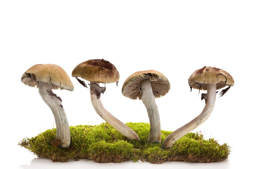 magic mushrooms on white background