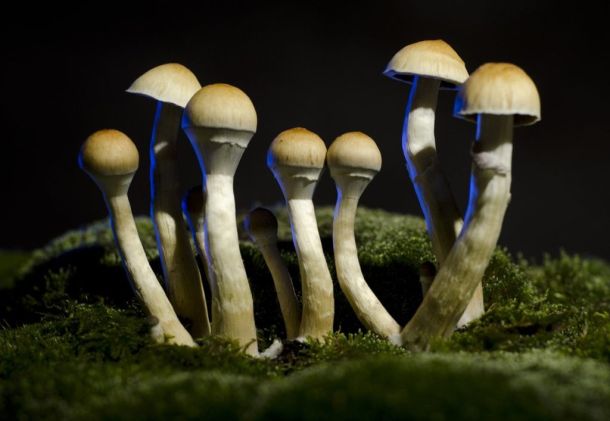 mushrooms on forest floor