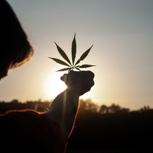 Person holding cannabis leaf by the yellow sunset