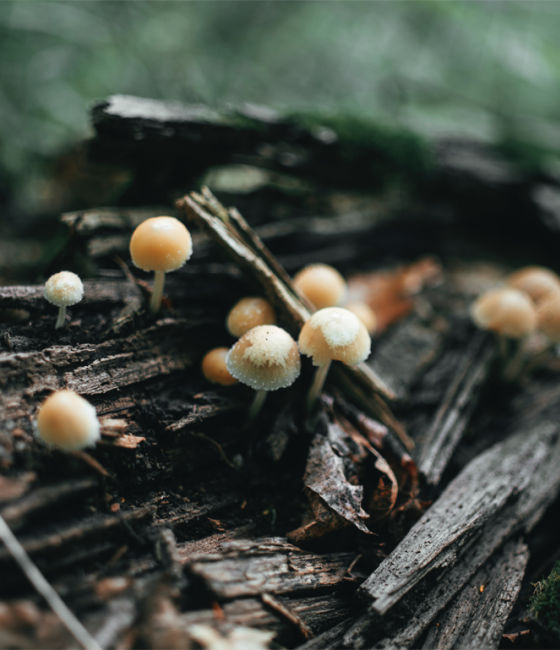 magci mushrooms growing on log