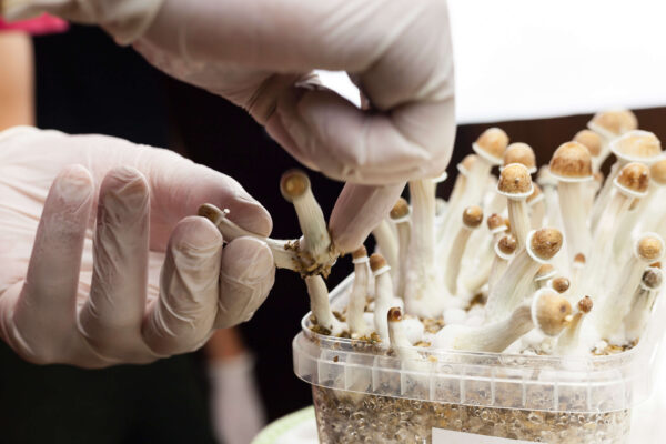 Psylocibin mushrooms being grown and handled